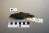  ( - UWBM 44437)  @13 [ ] Copyright (2008) Unspecified Burke Museum of Natural History and Culture