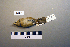  ( - UWBM 47301)  @12 [ ] Copyright (2008) Unspecified Burke Museum of Natural History and Culture
