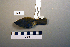  ( - UWBM 47301)  @13 [ ] Copyright (2008) Unspecified Burke Museum of Natural History and Culture