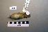  ( - UWBM 46566)  @13 [ ] Copyright (2008) Unspecified Burke Museum of Natural History and Culture