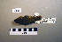  ( - UWBM 46566)  @13 [ ] Copyright (2008) Unspecified Burke Museum of Natural History and Culture