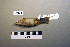  ( - UWBM 60164)  @13 [ ] Copyright (2008) Unspecified Burke Museum of Natural History and Culture