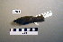  ( - UWBM 60164)  @13 [ ] Copyright (2008) Unspecified Burke Museum of Natural History and Culture