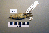  ( - UWBM 43942)  @13 [ ] Copyright (2008) Unspecified Burke Museum of Natural History and Culture