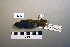  ( - UWBM 43942)  @13 [ ] Copyright (2008) Unspecified Burke Museum of Natural History and Culture