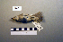  ( - UWBM 57861)  @14 [ ] Copyright (2008) Unspecified Burke Museum of Natural History and Culture