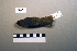  ( - UWBM 57861)  @13 [ ] Copyright (2008) Unspecified Burke Museum of Natural History and Culture