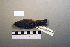  ( - UWBM 74791)  @13 [ ] Copyright (2008) Unspecified Burke Museum of Natural History and Culture