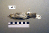  ( - UWBM 73228)  @13 [ ] Copyright (2008) Unspecified Burke Museum of Natural History and Culture