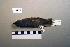  ( - UWBM 73228)  @14 [ ] Copyright (2008) Unspecified Burke Museum of Natural History and Culture