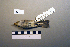  ( - UWBM 60104)  @13 [ ] Copyright (2008) Unspecified Burke Museum of Natural History and Culture