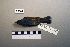  ( - UWBM 60104)  @13 [ ] Copyright (2008) Unspecified Burke Museum of Natural History and Culture