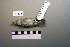  ( - UWBM 47426)  @13 [ ] Copyright (2008) Unspecified Burke Museum of Natural History and Culture