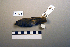  ( - UWBM 47426)  @14 [ ] Copyright (2008) Unspecified Burke Museum of Natural History and Culture