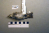  (Muscicapa sibirica - UWBM 73106)  @14 [ ] Copyright (2008) Unspecified Burke Museum of Natural History and Culture