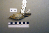  ( - UWBM 78425)  @13 [ ] Copyright (2008) Unspecified Burke Museum of Natural History and Culture
