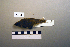  ( - UWBM 78425)  @13 [ ] Copyright (2008) Unspecified Burke Museum of Natural History and Culture