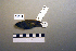  ( - UWBM 51811)  @13 [ ] Copyright (2008) Unspecified Burke Museum of Natural History and Culture