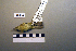  ( - UWBM 46480)  @13 [ ] Copyright (2008) Unspecified Burke Museum of Natural History and Culture