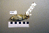  ( - UWBM 72179)  @13 [ ] Copyright (2008) Unspecified Burke Museum of Natural History and Culture