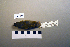  ( - UWBM 72179)  @13 [ ] Copyright (2008) Unspecified Burke Museum of Natural History and Culture