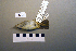  ( - UWBM 74736)  @13 [ ] Copyright (2008) Unspecified Burke Museum of Natural History and Culture