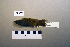  ( - UWBM 59857)  @13 [ ] Copyright (2008) Unspecified Burke Museum of Natural History and Culture