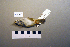  ( - UWBM 58455)  @13 [ ] Copyright (2008) Unspecified Burke Museum of Natural History and Culture