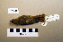  (Phylloscopus trochilus - UWBM 59658)  @15 [ ] Copyright (2008) Unspecified Burke Museum of Natural History and Culture