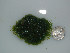  (Cladophoropsis membranacea - BDA0335)  @11 [ ] Unspecified (default): All Rights Reserved  Unspecified Unspecified