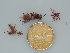  (Gelidium carolinianum - BDA0212)  @11 [ ] Unspecified (default): All Rights Reserved  Unspecified Unspecified