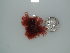  (Wrangelia argus - BDA0323)  @11 [ ] Unspecified (default): All Rights Reserved  Unspecified Unspecified