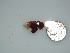  (Peyssonnelia sp. 1Ber - BDA0378)  @11 [ ] Unspecified (default): All Rights Reserved  Unspecified Unspecified