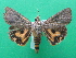  (Hypocala florens - KLM Lep 08876)  @11 [ ] CreativeCommons - Attribution Non-Commercial Share-Alike (2037) Christian Wieser Landesmuseum Kaernten
