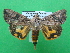  ( - KLM Lep 08879)  @11 [ ] CreativeCommons - Attribution Non-Commercial Share-Alike (2040) Christian Wieser Landesmuseum Kaernten