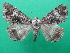  ( - KLM Lep 08880)  @11 [ ] CreativeCommons - Attribution Non-Commercial Share-Alike (2041) Christian Wieser Landesmuseum Kaernten
