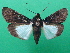  ( - KLM Lep 08881)  @11 [ ] CreativeCommons - Attribution Non-Commercial Share-Alike (2042) Christian Wieser Landesmuseum Kaernten