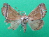  (Hyperlopha rectefasciata - KLM Lep 08884)  @11 [ ] CreativeCommons - Attribution Non-Commercial Share-Alike (2045) Christian Wieser Landesmuseum Kaernten