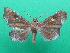  (Episparis malagasy - KLM Lep 08894)  @11 [ ] CreativeCommons - Attribution Non-Commercial Share-Alike (2055) Christian Wieser Landesmuseum Kaernten