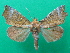  ( - KLM Lep 08907)  @11 [ ] CreativeCommons - Attribution Non-Commercial Share-Alike (2068) Christian Wieser Landesmuseum Kaernten