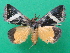  ( - KLM Lep 08909)  @11 [ ] CreativeCommons - Attribution Non-Commercial Share-Alike (2070) Christian Wieser Landesmuseum Kaernten