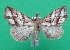  (Pangrapta fauvealis - KLM Lep 08918)  @11 [ ] CreativeCommons - Attribution Non-Commercial Share-Alike (2079) Christian Wieser Landesmuseum Kaernten