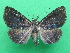  ( - KLM Lep 08933)  @14 [ ] CreativeCommons - Attribution Non-Commercial Share-Alike (2094) Christian Wieser Landesmuseum Kaernten