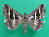  ( - KLM Lep 08934)  @11 [ ] CreativeCommons - Attribution Non-Commercial Share-Alike (2095) Christian Wieser Landesmuseum Kaernten