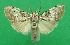  (Meganola leucomelas - KLM Lep 09075)  @11 [ ] CreativeCommons - Attribution Non-Commercial Share-Alike (2046) Christian Wieser Landesmuseum Kaernten