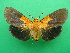  ( - KLM Lep 09093)  @11 [ ] CreativeCommons - Attribution Non-Commercial Share-Alike (2064) Christian Wieser Landesmuseum Kaernten