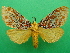  (Mpanjaka - KLM Lep 09095)  @14 [ ] CreativeCommons - Attribution Non-Commercial Share-Alike (2066) Christian Wieser Landesmuseum Kaernten