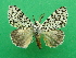  (Lymantria polysticha - KLM Lep 09103)  @11 [ ] CreativeCommons - Attribution Non-Commercial Share-Alike (2074) Christian Wieser Landesmuseum Kaernten