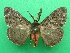  ( - KLM Lep 09131)  @11 [ ] CreativeCommons - Attribution Non-Commercial Share-Alike (2102) Christian Wieser Landesmuseum Kaernten