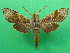  ( - KLM Lep 09185)  @13 [ ] CreativeCommons - Attribution Non-Commercial Share-Alike (2061) Christian Wieser Landesmuseum Kaernten